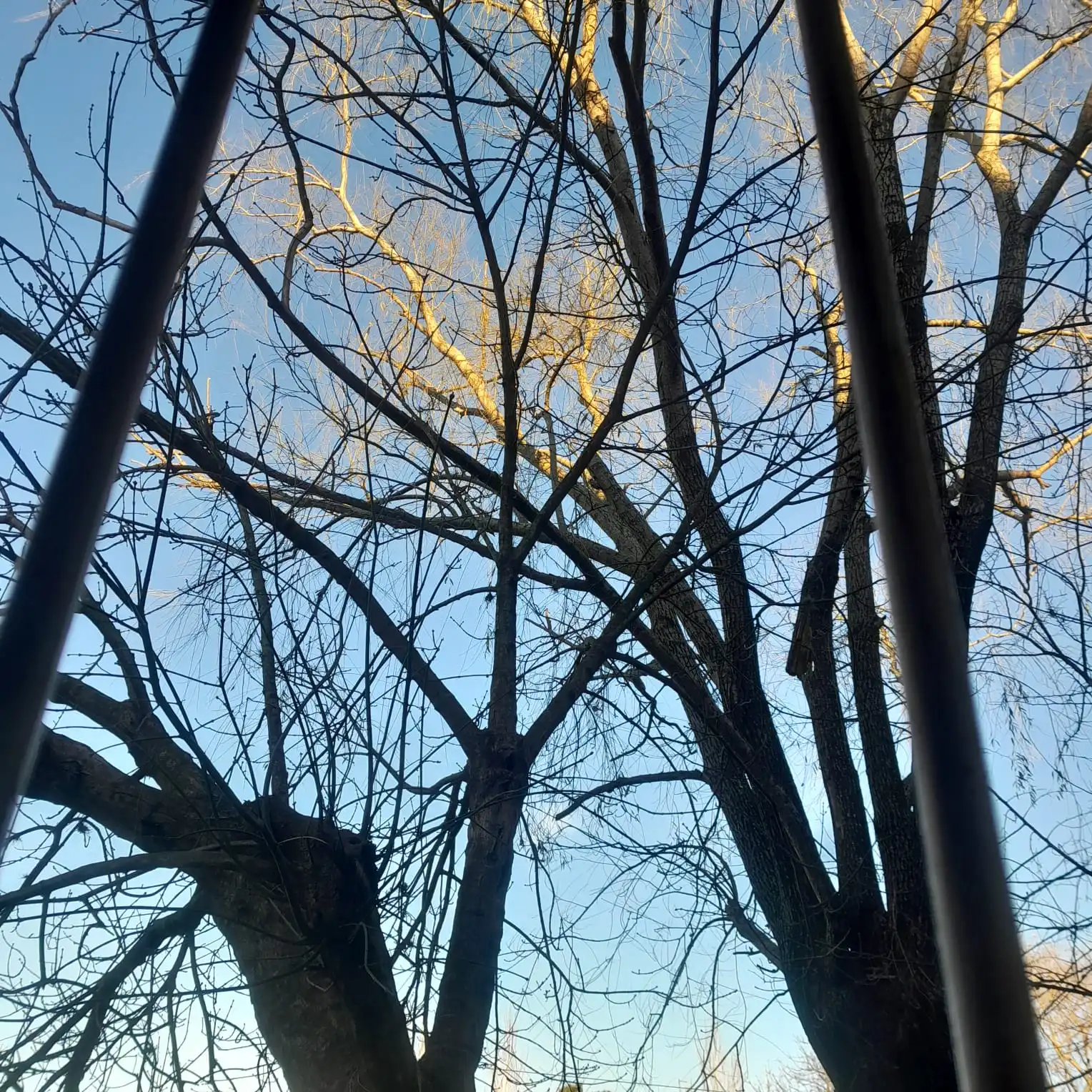 this is the tree in front of my room